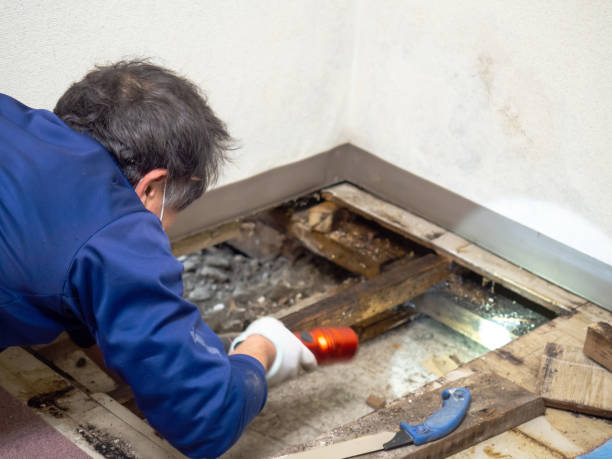 Best Black Mold Removal  in Cary, IL