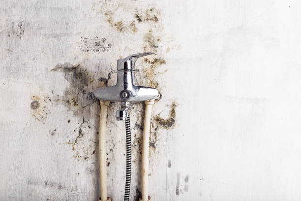 Professional Mold Removal in Cary, IL