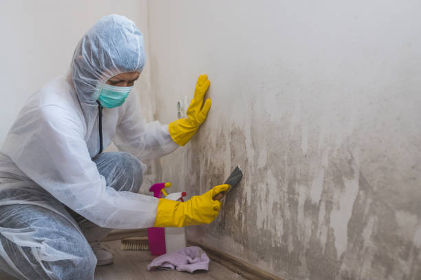 Best Mold Inspection  in Cary, IL