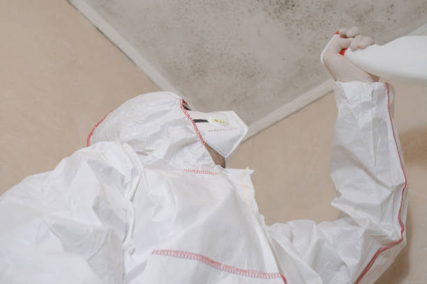 Best Same-Day Mold Removal  in Cary, IL