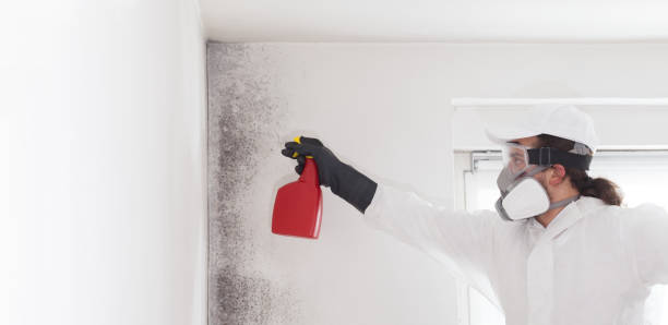 Home Mold Removal in Cary, IL