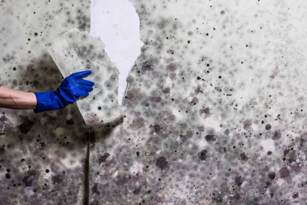 Best Toxic Mold Removal  in Cary, IL