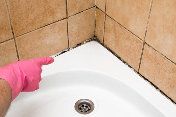 Best Certified Mold Removal  in Cary, IL