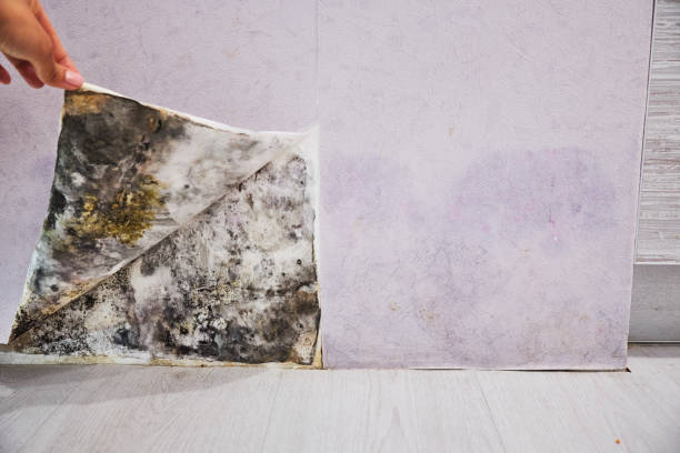 Best Residential Mold Removal  in Cary, IL